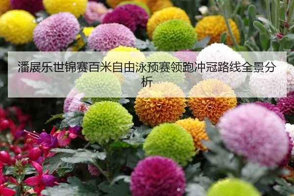 潘展乐世锦赛百米自由泳预赛领跑冲冠路线全景分析